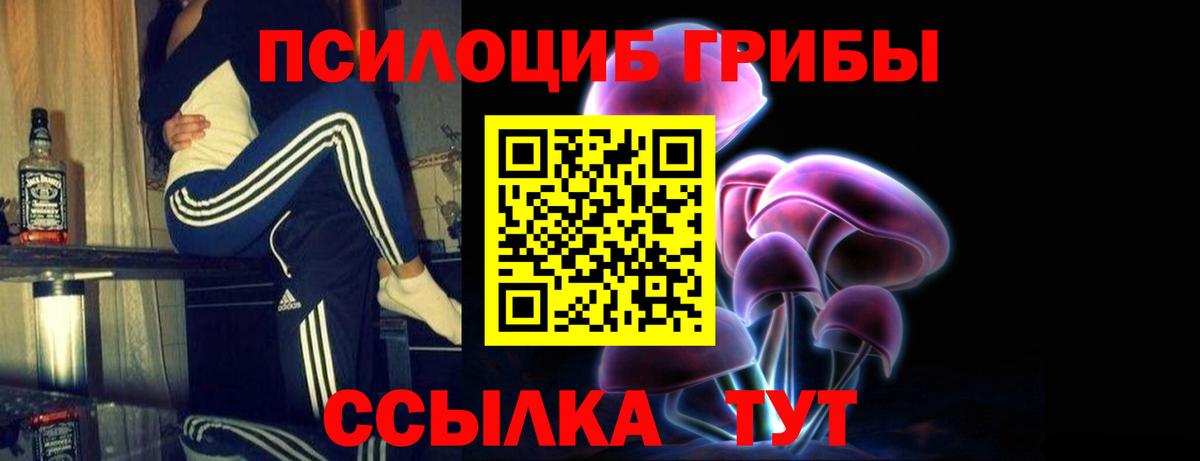 Псилоцибиновые грибы Psilocybe Северобайкальск